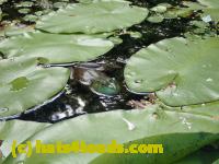 /home//u458753944/public_html/sourcegallery//Frogs/More bullfrogs/P7261296.JPG